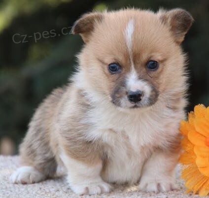 Prodm tata Pembroke Welsh Corgi.