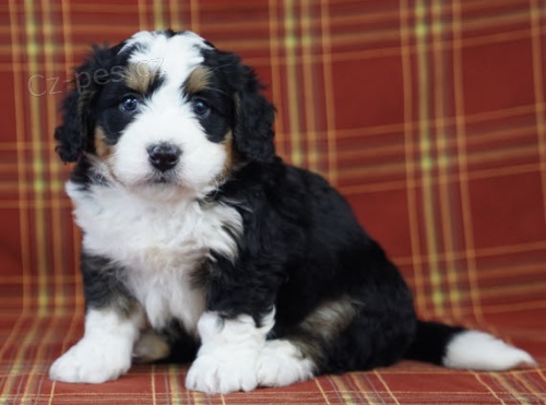 Zdrav a krsn tata pejska a fenky Bernedoodle na prodej.