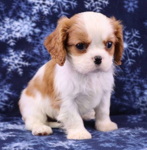 Krsn a rozkon tata Kavalr King Charles Spaniel na prodej.