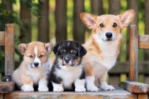 krsn a andlsk tata Pembroke Welsh Corgi na prodej.