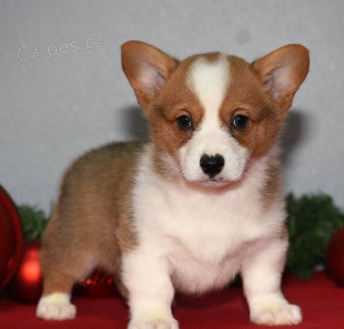 Prodm tata Pembroke Welsh Corgi.