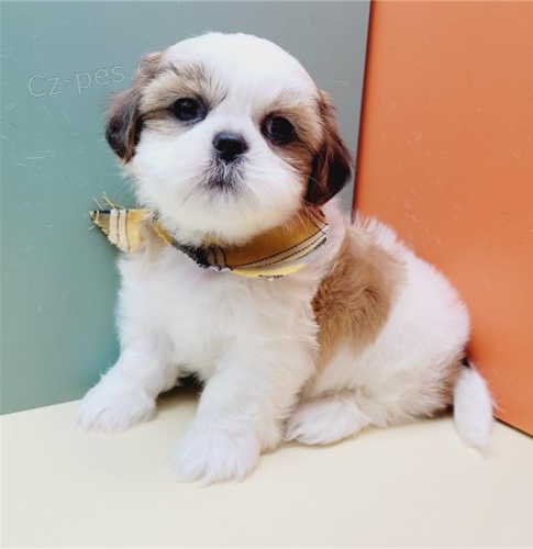 tata shih tzu