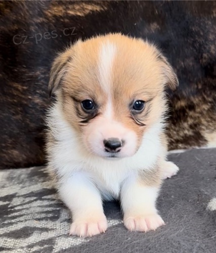 corgi, pembroke welsh