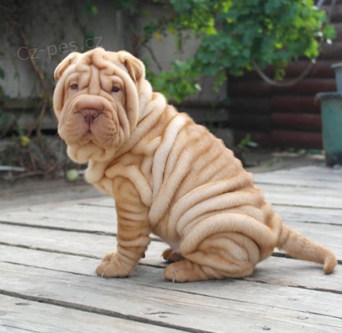 Prodm zdrav tata okovan shar-pei.