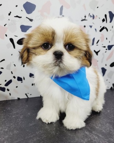 krsn ttka shih tzu