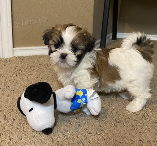 krsn ttka shih tzu