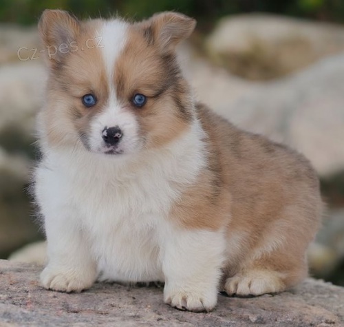 corgi, tata welsh pembroke