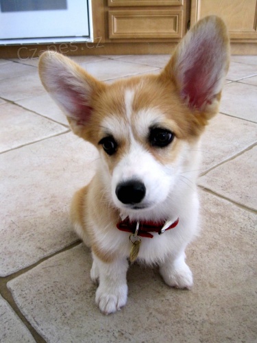 Prodm tata welsh pembroke corgi