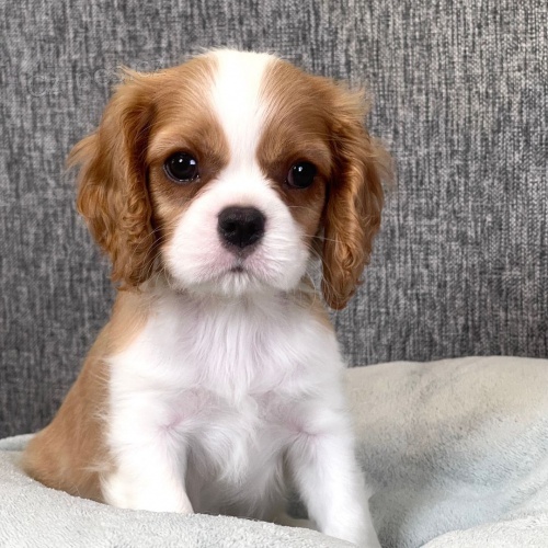 Prodm tata Cavalier King Charles