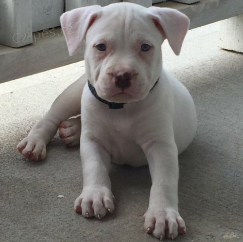 tata americkho pitbull terira