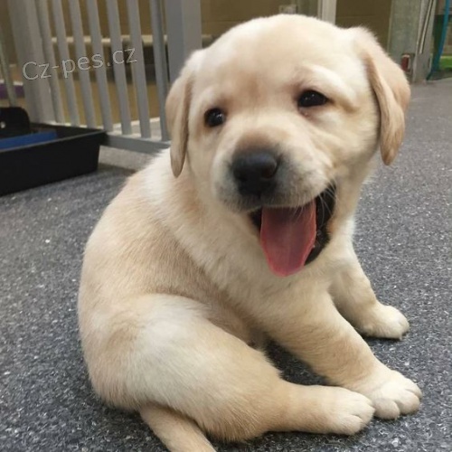 Zdrav a krsn tata labradorskho retrvra a pejska na prodej.