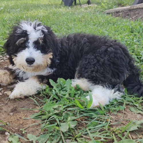 mini tata Bernedoodle.