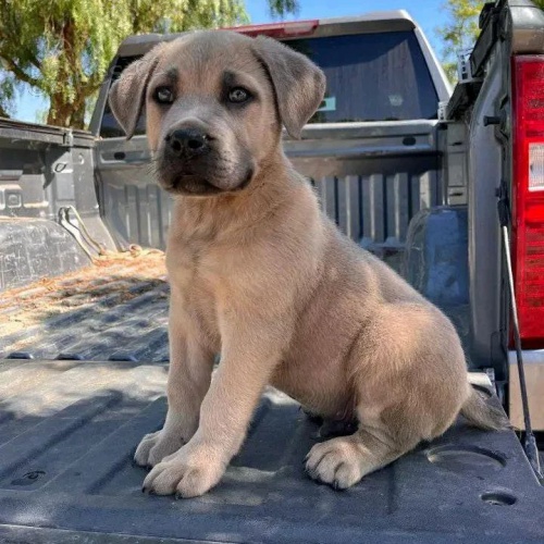 Prodm zdrav okovan tata italskho Cane Corso