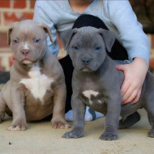 tata americkho pitbull terira