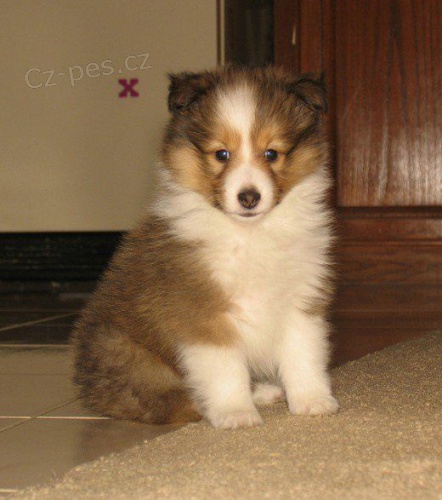 Okovan tata Sheltie