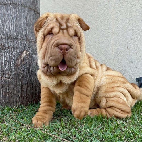 Shar-pei okovan tata