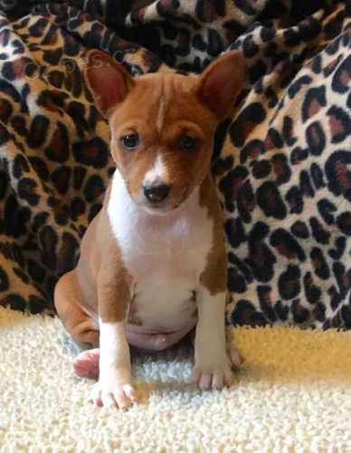 Prodm tata Basenji