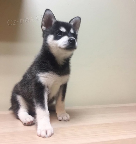 PRODM TATA ALASKAN KLEE KAI