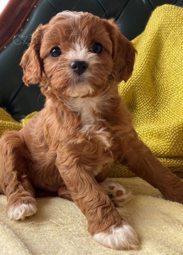 mini tata Cavapoo