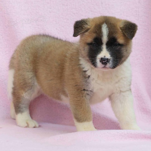 Japonsk tata Akita Inu k adopci