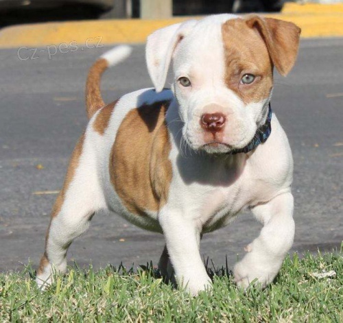 tata americkho pitbull terira