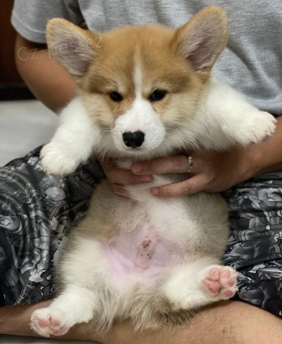 Predm krsne a anjelsk teniatka Pembroke Welsh Corgi.