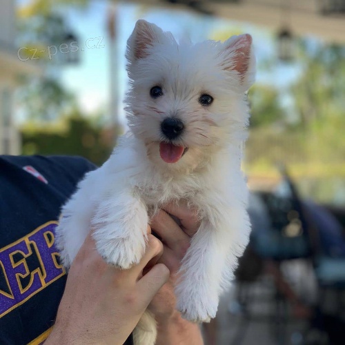 teniatka West Highland White Terriers