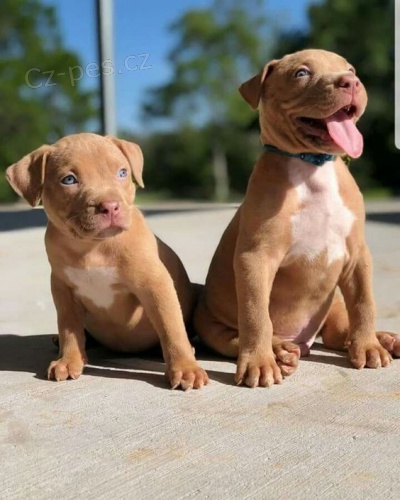 hnd americkho pitbull terira