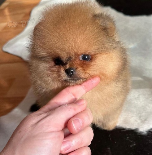 Hygienicky vykolen miniaturn tata pomeranian na prodej.