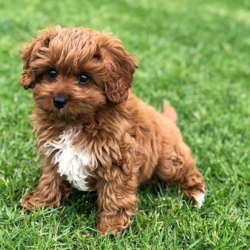 tata Cavapoo mini.