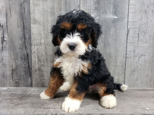 mini tata Bernedoodle.