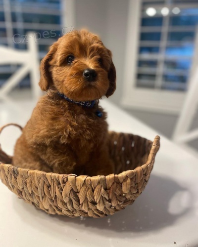 tata Cockapoo mini toy