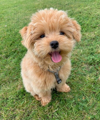 tata Maltipoo.