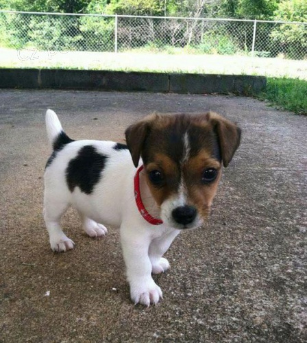 tata jack russell terira.