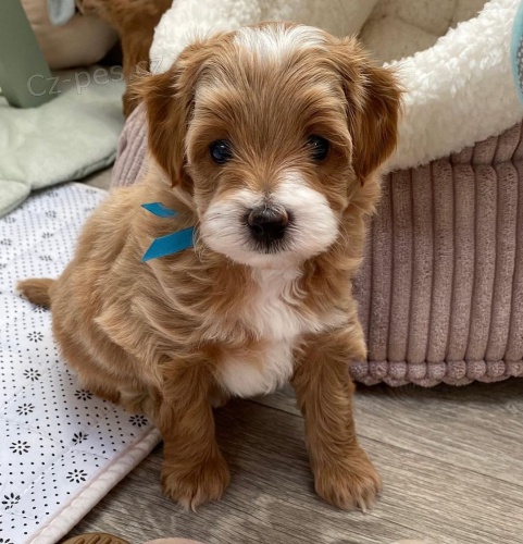 tata Maltipoo