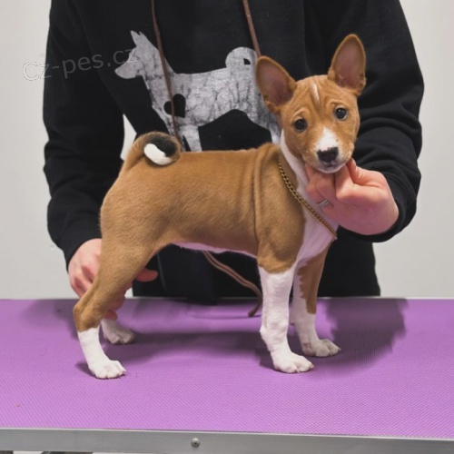 ttka Basenji