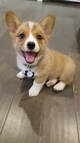 teniatka Pembroke Welsh Corgi.