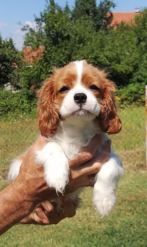 tata Kavalr King Charles Spaniel