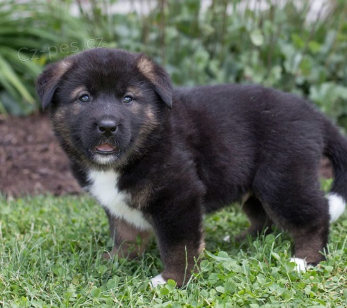 tata akita inu