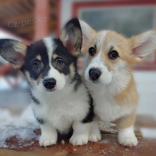 tata Pembroke Welsh Corgi