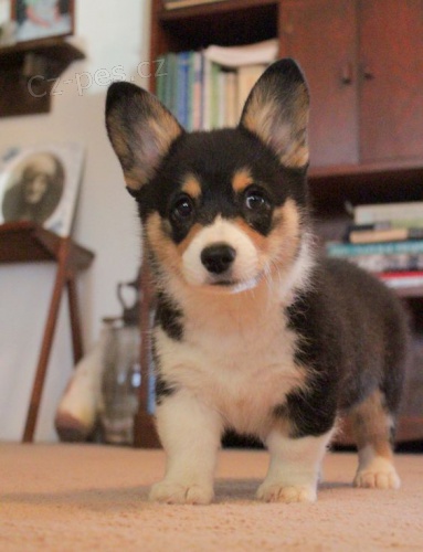 krsn ttka Cardigan Welsh corgi