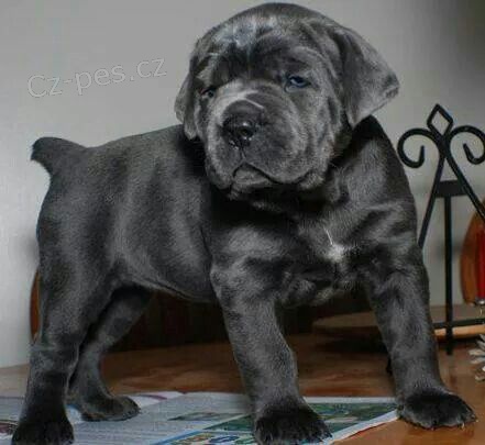 tata italskho Cane Corso