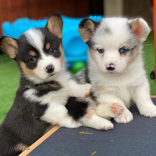 tata Pembroke Welsh Corgi