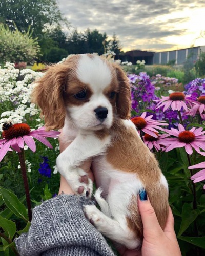 tata Kavalr King Charles Spaniel