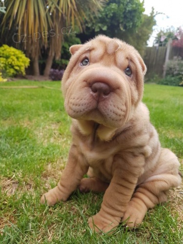 shar-pei / shar-pei.