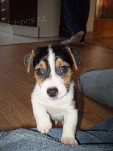 tata jack russell terira.