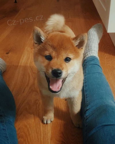 tata shiba inu