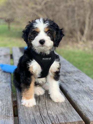 tata Bernedoodle.