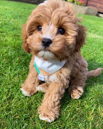 tata Cavapoo