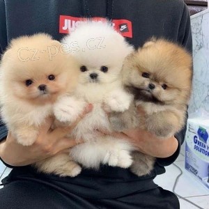 Nmeck pic. Mini pomeranian bez PP